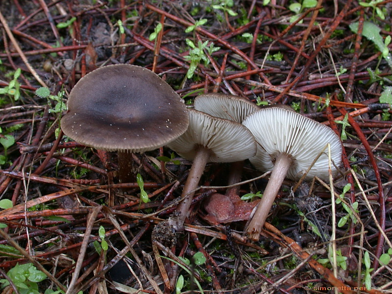 Funghi delle dune e retrodune...